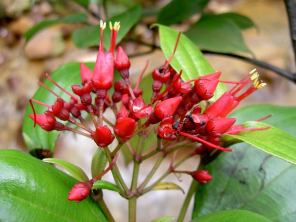 Charianthus alpinus
