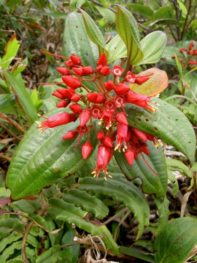 Charianthus alpinus