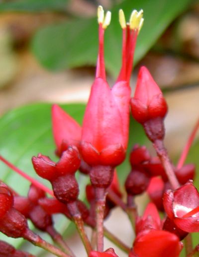 Charianthus alpinus