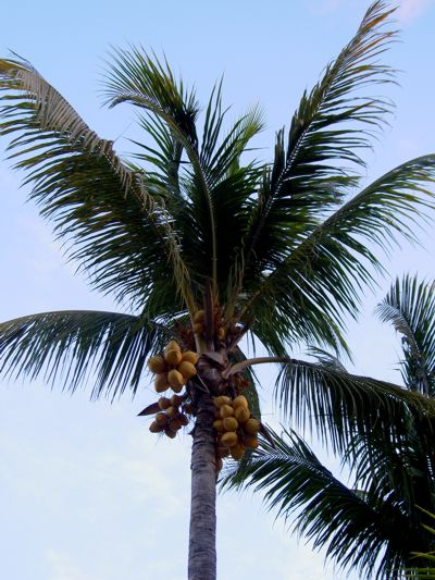 Cocos nucifera