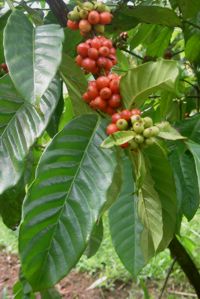 Coffea arabica