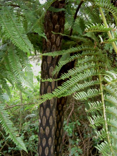 Cyathea borbonica