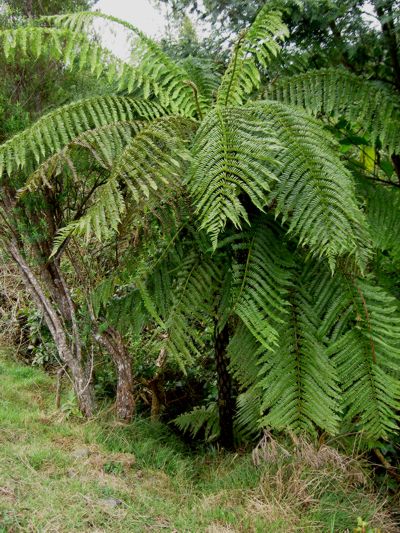 Cyathea borbonica