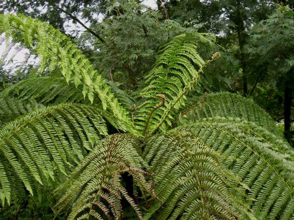 Cyathea borbonica