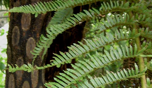 Cyathea borbonica