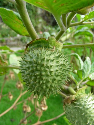 Datura metel