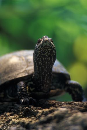 Emys palustris