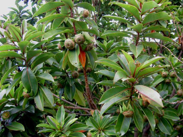 Foetidia mauritiana