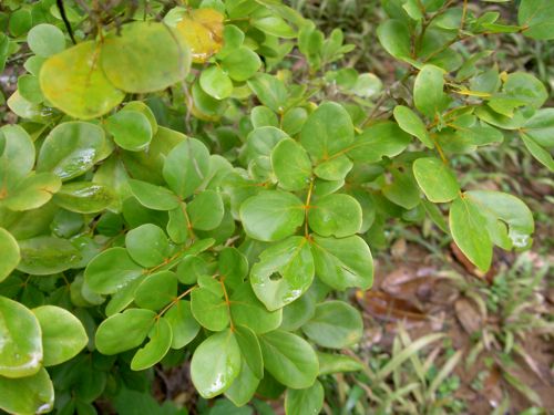 Pye gayak (Guaiacum officinale L.; fanmi: Zygophyllaceae) 