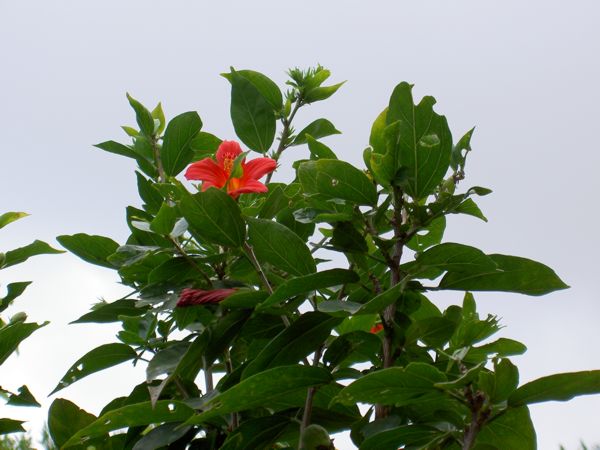 Hibiscus boryanus