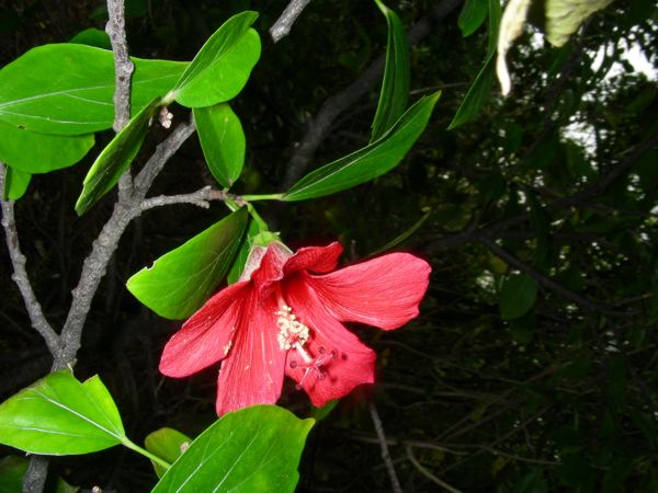 Hibiscus boryanus