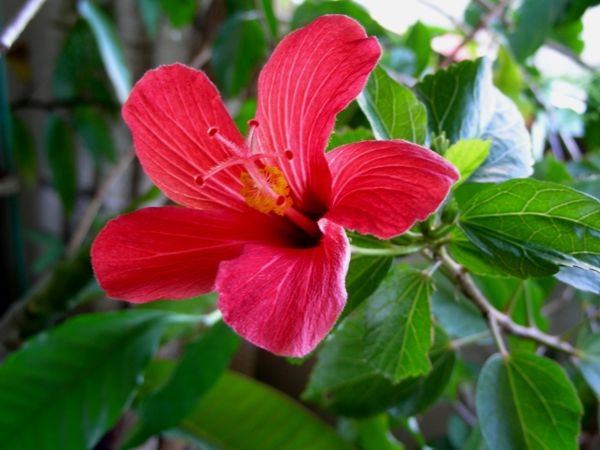 Hibiscus boryanus