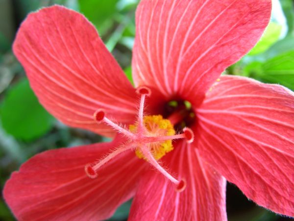 Hibiscus boryanus