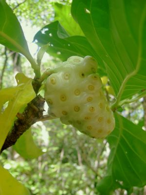 Morinda citrifolia