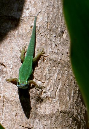 Phelsuma inexpectata