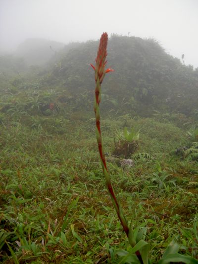 Pitcairnia bifrons