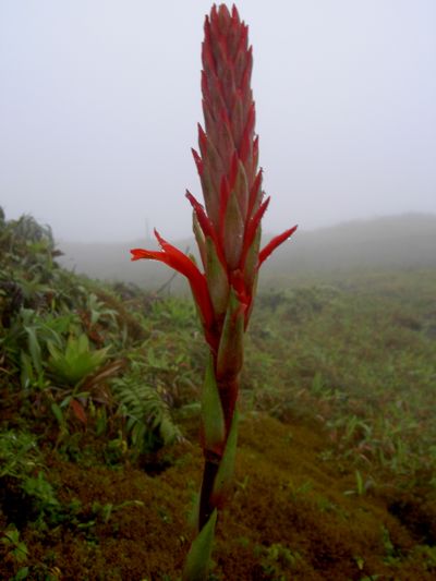 Pitcairnia bifrons