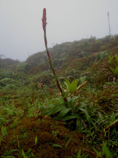 Heliconia caribæa