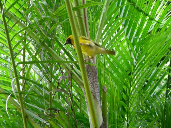 Ploceus cucullatus