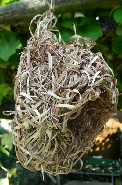 Ploceus cucullatus