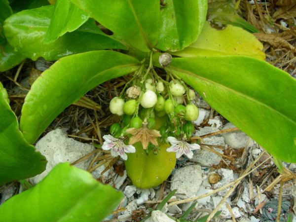 Scaevola taccada