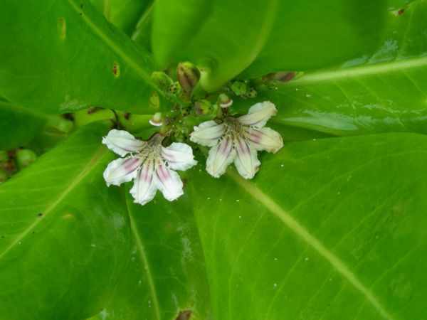 Scaevola taccada