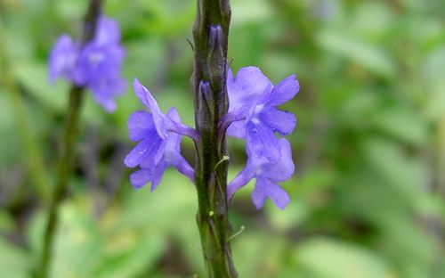 Stachytarpheta jamaicensis