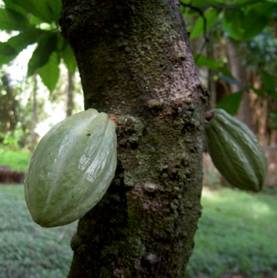 Theobroma cacao