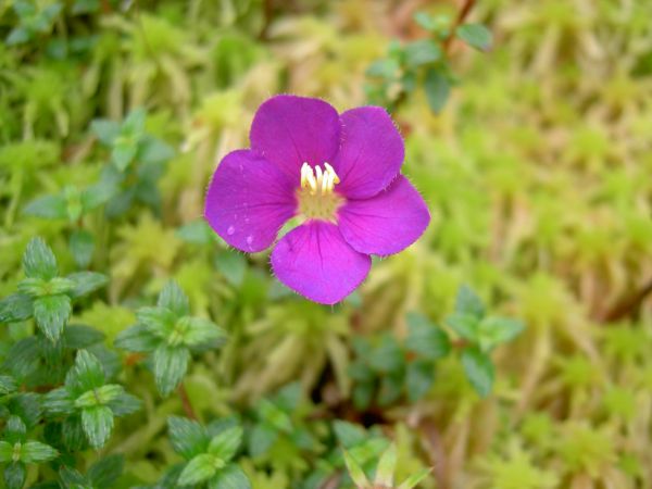 Tibouchina ornata