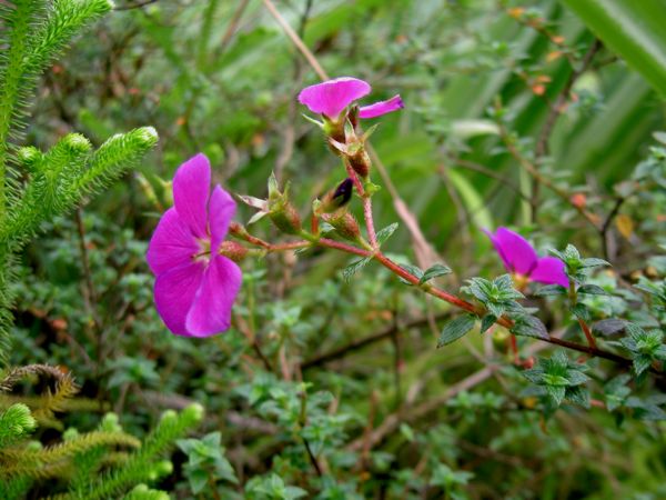 Tibouchina ornata