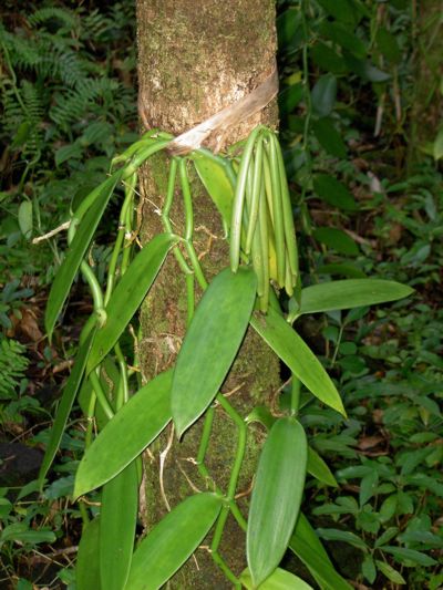 Vanilla planifolia