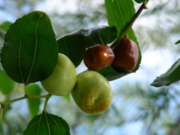 Ziziphus mauritiana