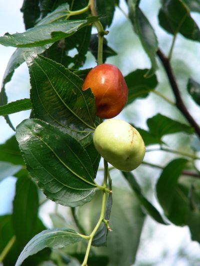 Ziziphus mauritiana