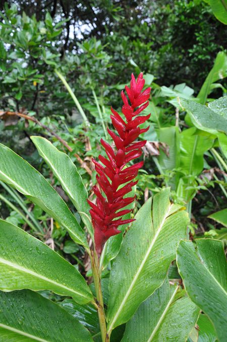 Alpinia purpurata