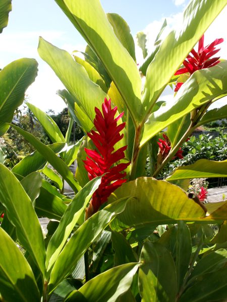 Alpinia purpurata