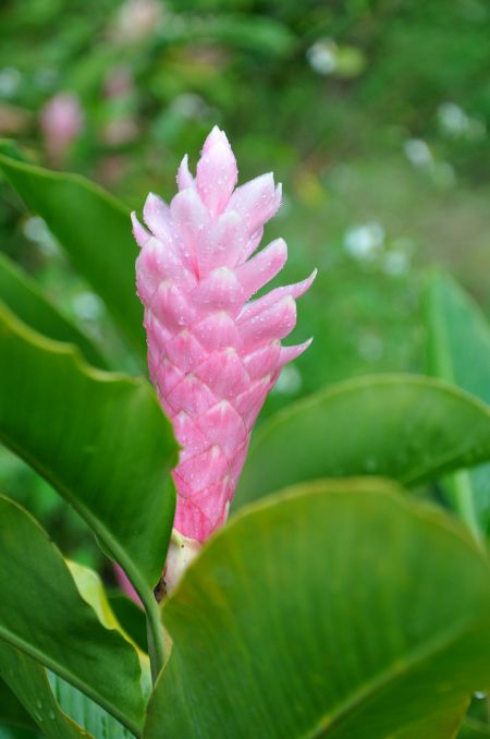 Alpinia purpurata