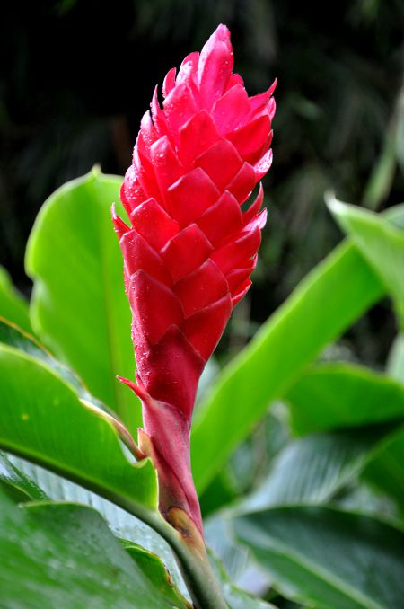 Alpinia purpurata