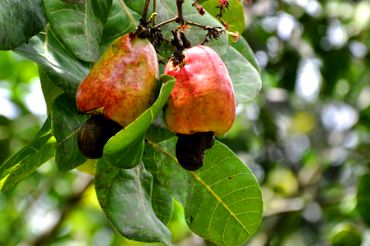 Anacardium occidentale