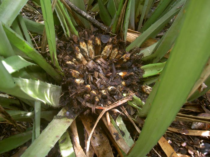 Bromelia carata 