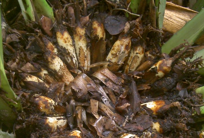 Bromelia carata 
