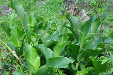 Canna indica