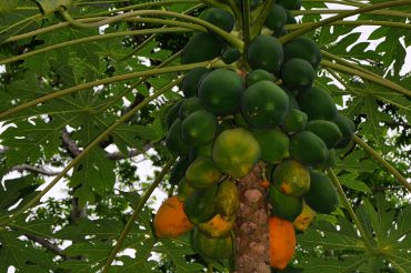 Carica papaya