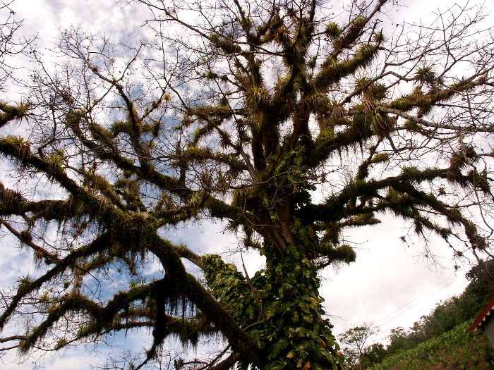 Ceiba pentandra