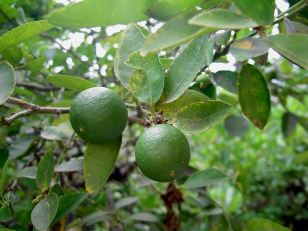 Citrus aurantifolia