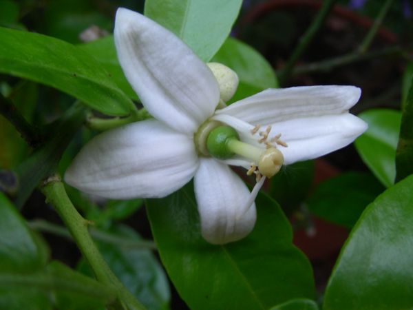 Citrus paradisi