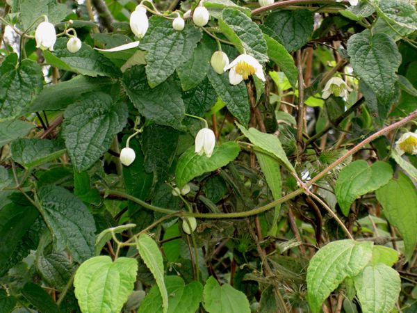 Clematis mauritiana