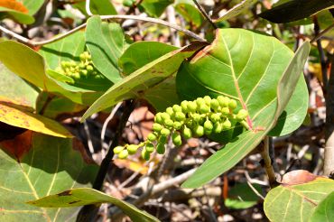 Coccoloba uvifera