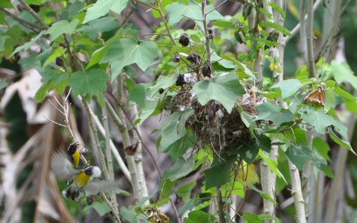 Coereba flaveola