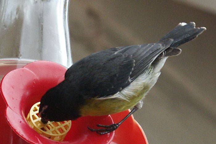 Coereba flaveola