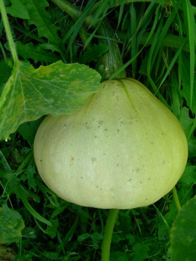 Cucurbita moschata